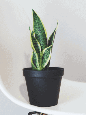 Sansevieria Laurentii